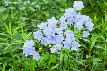 Group of blooming blue bell flowers in green grass