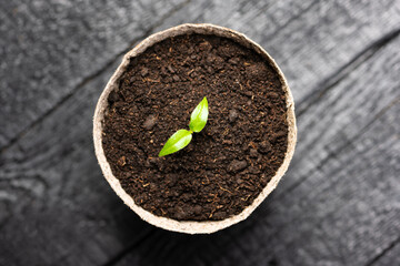 Pepper seedling in a peat cup close up. Preparing plants for growing in open ground. Home gardening concept - 751621920