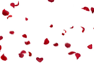 Floating red rose petal isolated on on a transparent background png. Background concept for love greetings on valentines day and mothers day. Space for text	