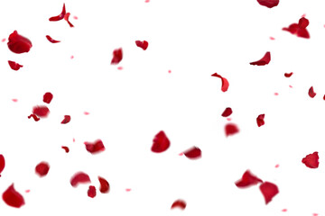 Floating red rose petal isolated on on a transparent background png. Background concept for love greetings on valentines day and mothers day. Space for text	