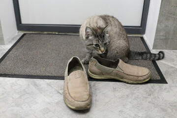 Domestic cat sniffs beige shoes come guest on mat in corridor