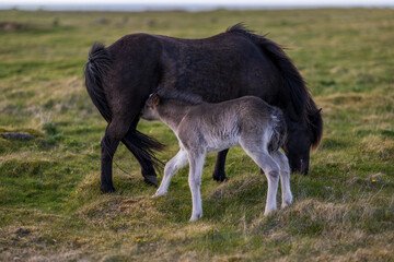 Icelandic mare with foal in spring on iceland