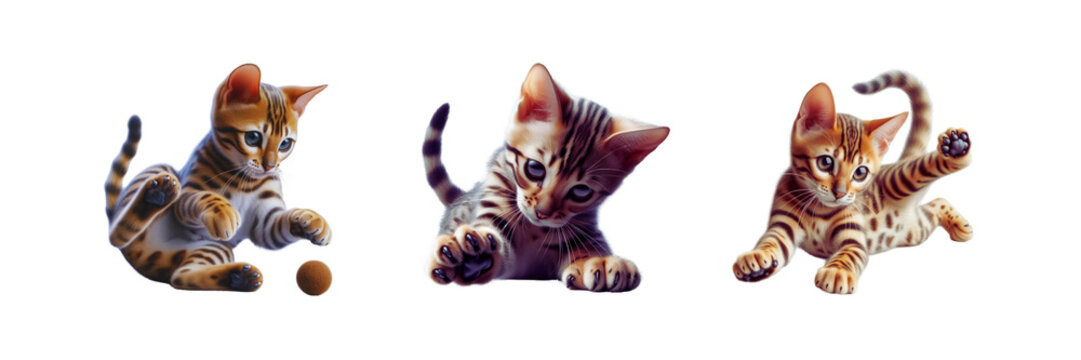 Set of Bengal cat young kittens playing, illustration, isolated over on transparent white background