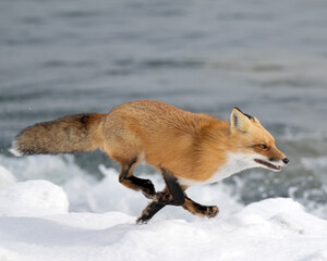 Escape - A Red Fox runs along a shoreline as it avoids an unorganized pack of hunting dogs - Ontario 