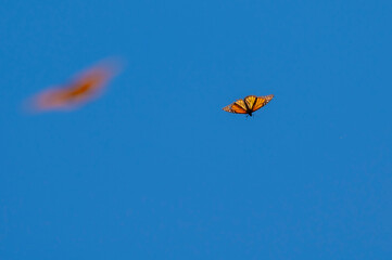 monarch butterfly 