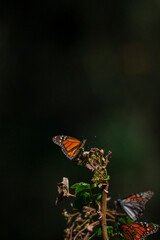 monarch butterfly on a flower