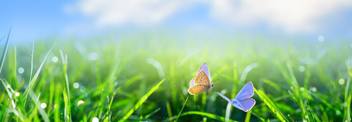 natural Spring or Summer Green Grass field with butterfly and sunny bokeh background