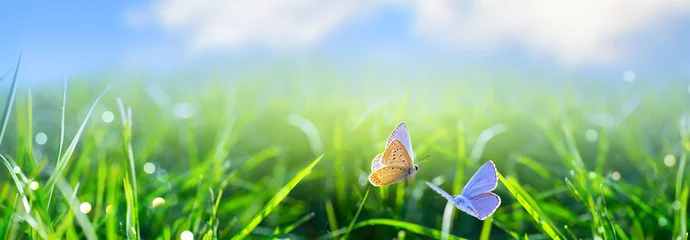 Gardinen natural Spring or Summer Green Grass field with butterfly and sunny bokeh background © Konstiantyn