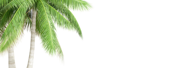 Green coconut tree isolated on white