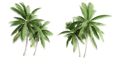 Isolated coconut tree on white background