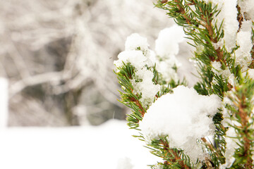 snow covered branches of a tree