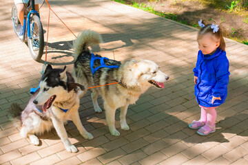 Little girl in blue jacket standing and looking at Dogs in harness, rolling scooter in park