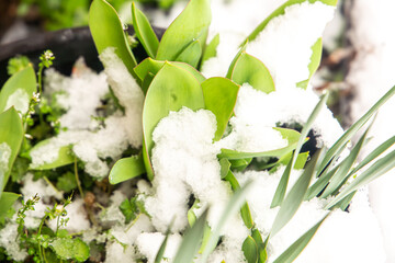 sprouting leaves in the snow