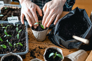 Farmer transplants tomato and pepper seedlings into peat cups. Preparing plants for growing in open ground. Home gardening concept - 751626182