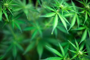Fresh green leaves of cannabis marijuana close up. Medical marijuana growing concept