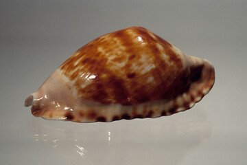 Seashell of Cypraea Zoila marginata close up