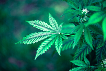 Fresh green leaves of cannabis marijuana close up. Medical marijuana growing concept - 751627732