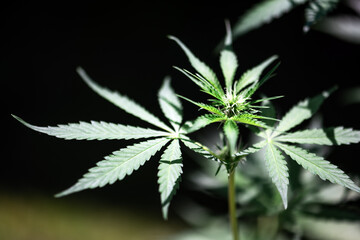 Fresh green leaves of cannabis marijuana close up. Medical marijuana growing concept