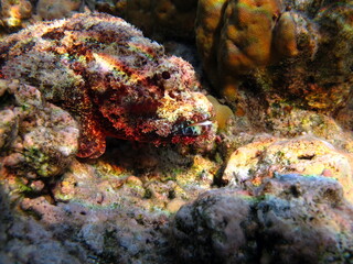 Scorpionfish, Fish - type bone fish Osteichthyes, Scorpaenidae, Flathead scorpenopsis.