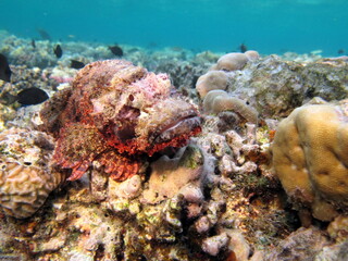 Scorpionfish, Fish - type bone fish Osteichthyes, Scorpaenidae, Flathead scorpenopsis.