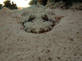 
Crocodile fish, fish bone type fish Osteichthyes Flathead (Platycephalidae). 
