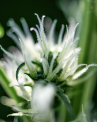 Closeup of flowering cannabis indica sativa female bud. Trichomes and hairs of marijuana bud flower. Medical cannabis growing. Macro shot