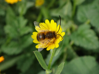 Male long-horned bee (Eucera sp.) feeding on a field marigold flower