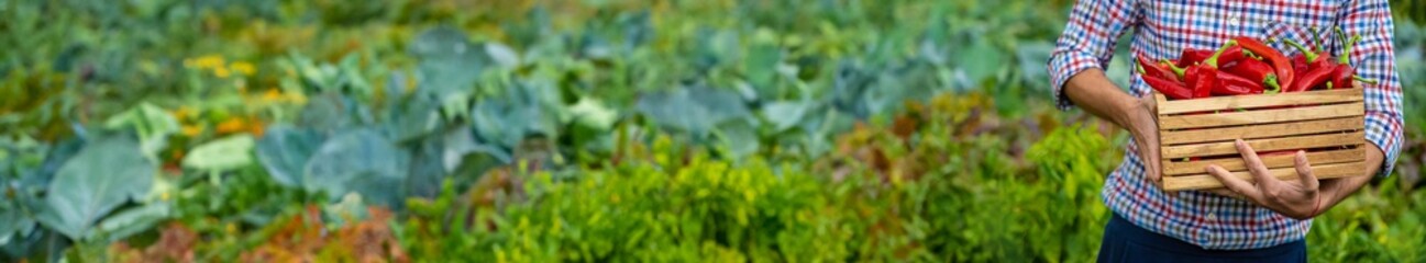 Farmer harvesting chili peppers in garden. Selective focus.