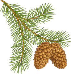 Fir tree Branch with Cones Colored Illustration