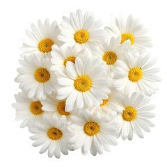 Swirl of daisies isolated on transparent or white background
