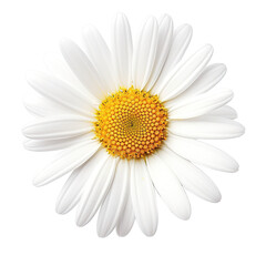 Daisy flower isolated on transparent or white background