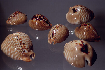 Seashell of Cypraea Siphocypraea mus close up