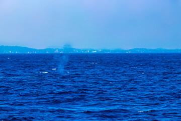 Blue whale at the surface of the sea Mirissa Beach Sri Lanka.