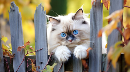 A beautiful blue-eyed Ragdoll kitten lounging on a wooden fence in a garden