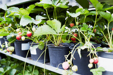 Strawberry plants with ripen berries in flowerpots at farm