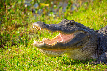 Beautiful specimen of aligator in its natural environment of Everglades in Florida, United States