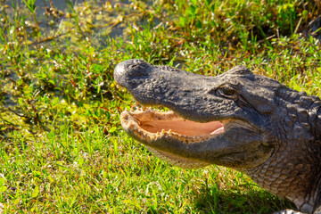 Beautiful specimen of aligator in its natural environment of Everglades in Florida, United States