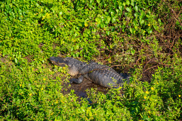 Beautiful specimen of aligator in its natural environment of Everglades in Florida, United States