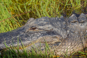 Beautiful specimen of aligator in its natural environment of Everglades in Florida, United States
