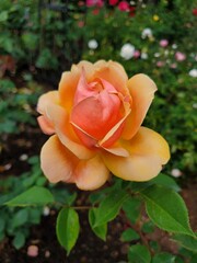 orange rose in garden