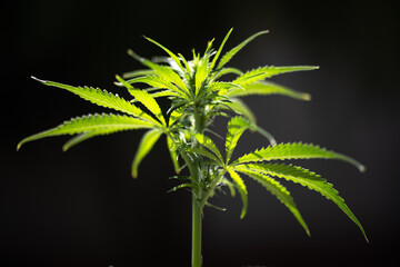 Fresh green leaves of cannabis marijuana close up. Medical marijuana growing concept - 751636943
