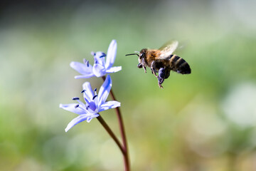 A flying working bee collecting pollen from blue wildflower on spring meadow. Macro photography