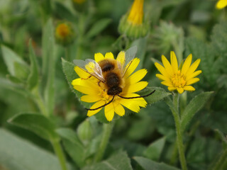 Male long-horned bee (Eucera sp.) feeding on a field marigold flower