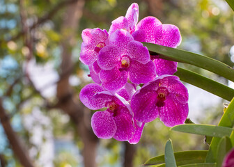 Beautiful pink phalaenopsis orchid, copy space