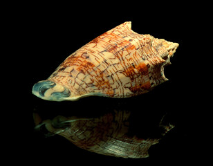 Seashell, Voluta ebrea. Brasile