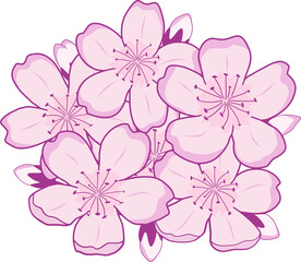 Pink cherry blossoms vector illustration, spring flower element
