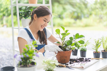 Spring hobby, asian young woman, girl hand transplanting in ceramic flower pot, houseplant with...