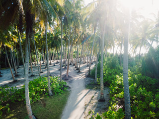 Aerial view among coconut palm trees at tropical island.