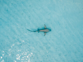 Nurse shark swims in transparent ocean on shallow water. Aerial view
