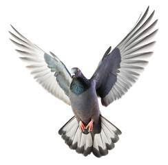 Flying pigeon spreading its wings
